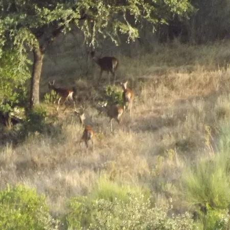 Летний дом Casa Dos Xares Rosmaninhal (Castelo Branco)